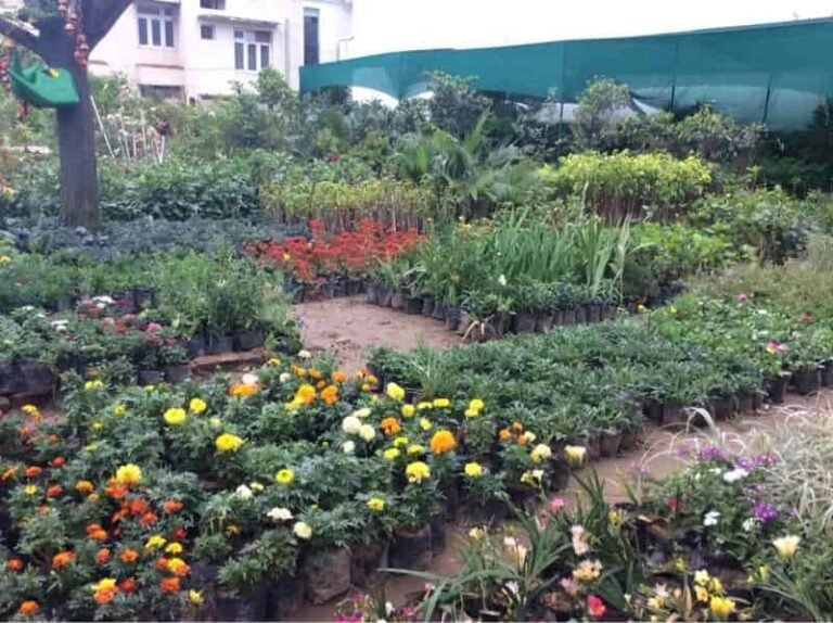 6 Best Nursery In Lahore Hey Pakistani